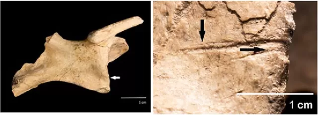 Ancient Butchering Marks Reveal Early Human Presence in South America